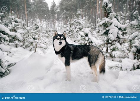Siberian Husky Dog Walking In Snowy Winter Pine Forest Stock Image