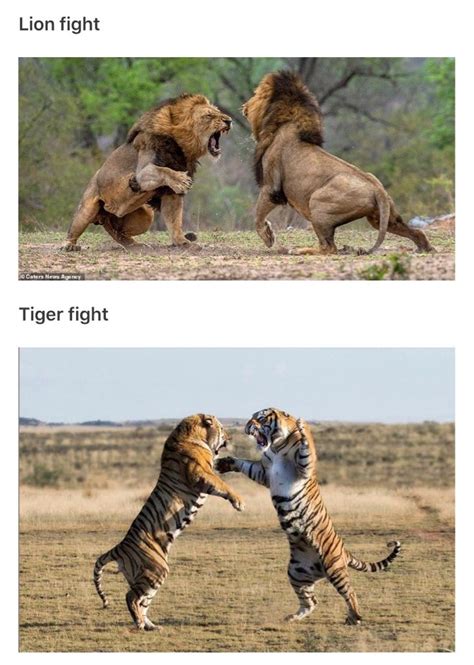 Lion Fight With Tiger