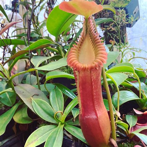 Nepenthes Edwardsiana For Sale Carnivorous Plants Canada