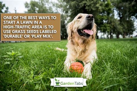 How To Protect New Grass Seed From Dogs