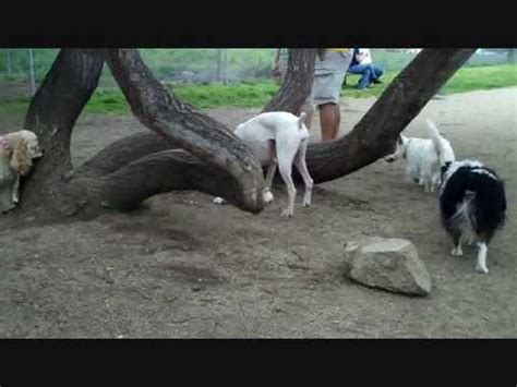 Free can and bottle pick up service. Medford, Oregon dog park in April - YouTube