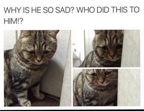 Sad Cat Meme By Stinkylexi Memedroid