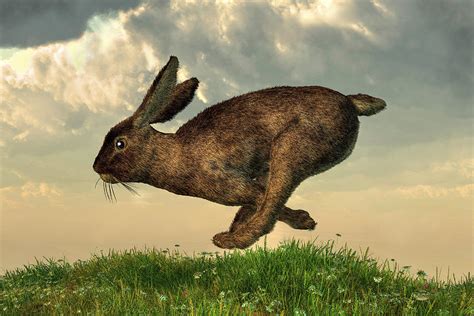 Running Rabbit Digital Art By Daniel Eskridge Fine Art America