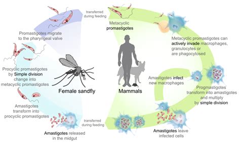 New Insight Into The Interaction Between Leishmania And The Sand Fly Midgut Laptrinhx News