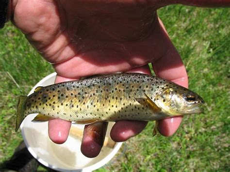 Threatened Apache Trout Oncorhynchus Apache Federally Th Flickr