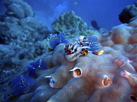 Free Images Water Nature Diving Blue Coral Reef Sponge Aquarium
