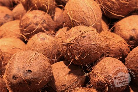Coconuts Free Stock Photo Image Brown Coconut Picture Royalty Free