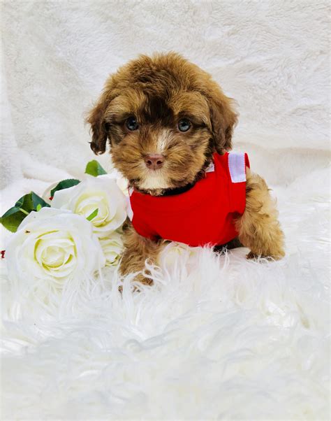 Maltipoo are cuddly, very loving, and smart. Maltipoo Puppies For Sale | Houston, TX #265526 | Petzlover