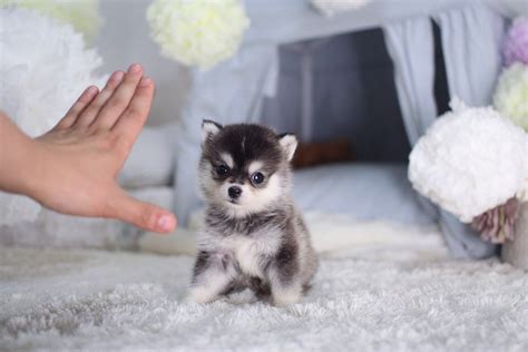 Teacup Pomsky Dog Breed Info 2023 Guide The Dogs Journal