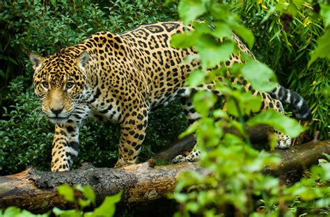 Jaguar Tropical Rainforest Animals Jaguar Rainforest Central