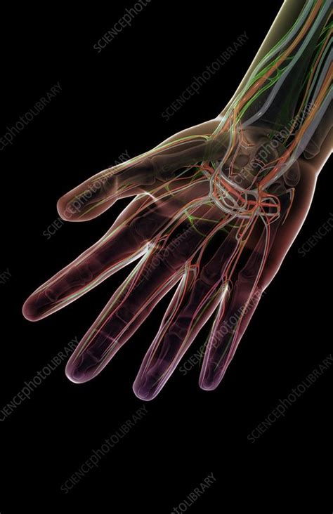 The Blood And Lymph Vessels Of The Hand Stock Image C0082612