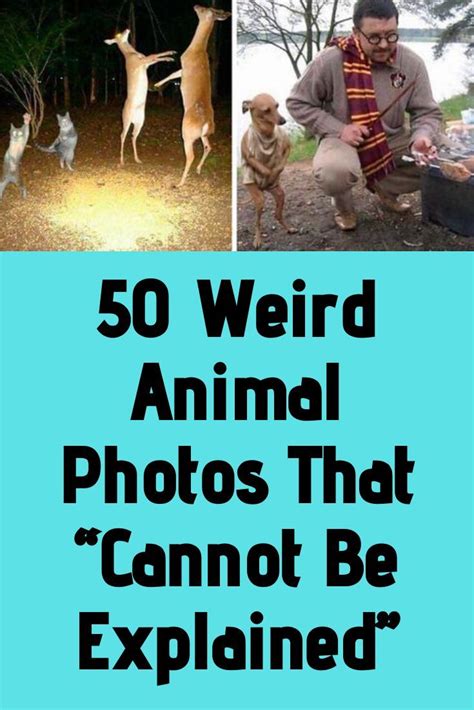 50 Weird Animal Photos That “cannot Be Explained” Weird Animal