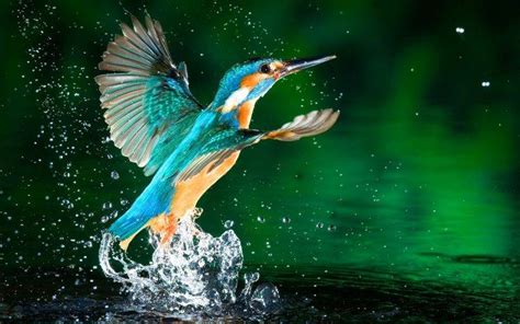 Kingfisher Water Splashes Birds Wallpapers Hd Desktop And Mobile