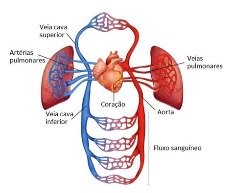 Sistema Cardiovascular O Que Fun O E Anatomia Significados The Best