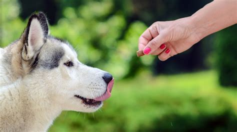 Best dog food for huskies and husky mix breeds. 5 Best Dog Food for Siberian Huskies in 2020 | Canine Weekly
