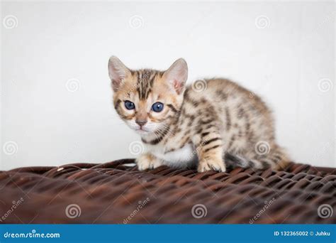 Cute Bengal Cat Kitten At Home Stock Photo Image Of Beautiful Kitty