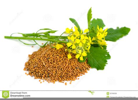 Free Mustard Seed Clipart Free Images At Vector Clip Art