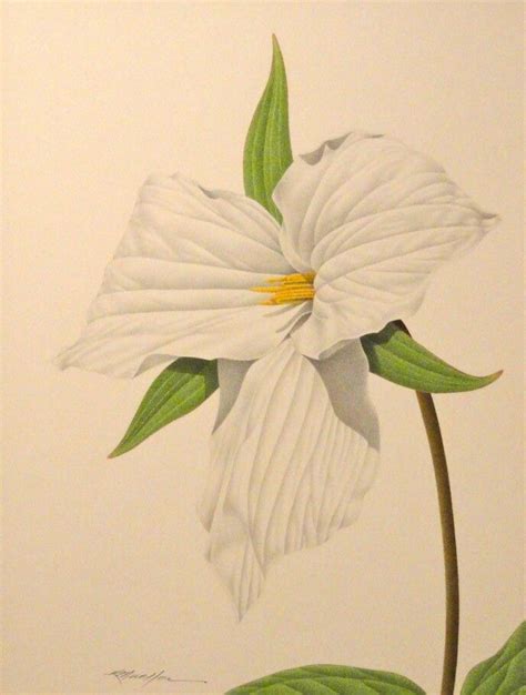 White Trillium Botanical Illustration Trillium Drawings