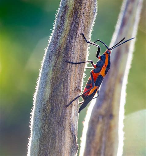 Large Milkweed Bug Oncopeltus Fasciatus Photo By David And Flickr