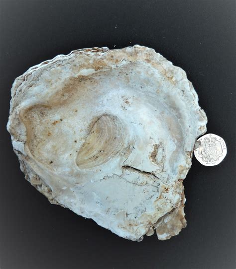 Oyster Shell What The Victorians Threw Away