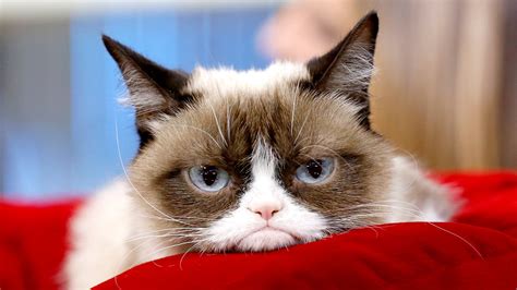 Grumpy Cat Dead Internet Phenomenon Dies At 7 After Uti