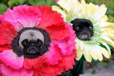 30 Of The Best Dressed Dogs In Costumes Laughtard