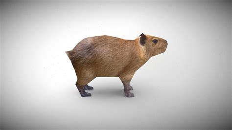 Capybara Ps1 Style Download Free 3d Model By Kabuum C5b7877 Sketchfab