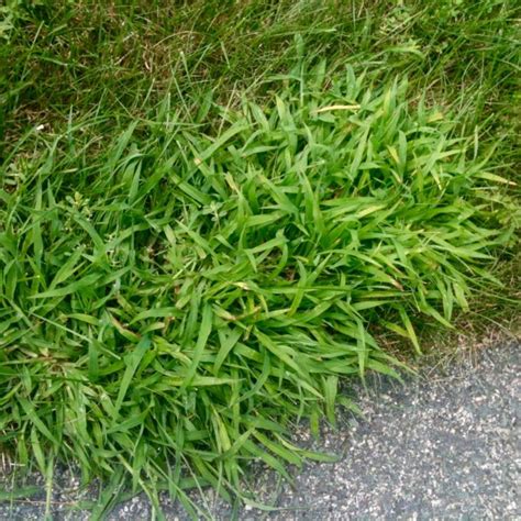 What Is Crabgrass Natural Tree