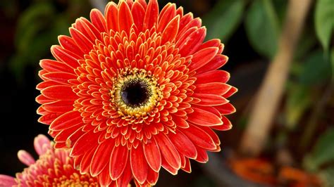 Macro Shot Of Red Flower · Free Stock Photo