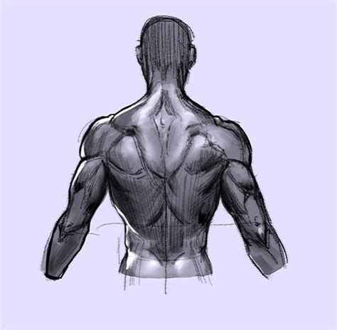 Back Muscles Reference Drawing Female Muscle Anatomy Images Stock Photos Vectors Shutterstock