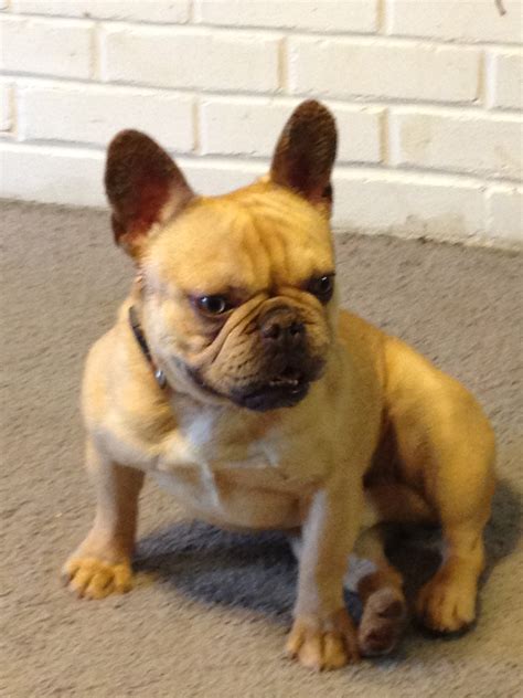These substances, called allergens, can be french bulldogs may be considered as young, until they are around 18 months. Allergies in French Bulldogs - JJG Frenchies