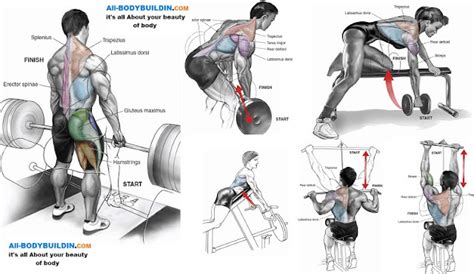 Top 5 Muscle Building Back Exercises Bodydulding