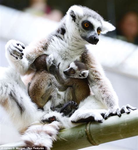 Hold On Tight First Pair Of Adorable Lemurs Born At Australian Zoo In