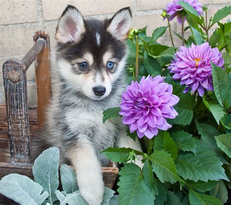 How Much Are Husky Mixed With Pomeranian