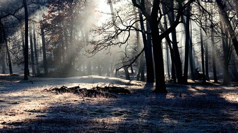 3840x2160 Forest Trees Shadow 4k Wallpaper Hd Nature 4k Wallpapers