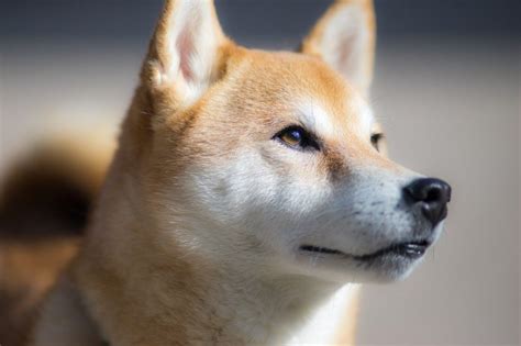 Do Shiba Inus Shed Are They Hypoallergenic Thank Your Vet