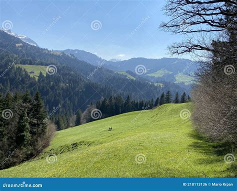 Subalpine Meadows And Livestock Pastures On The Slopes Of The Swiss