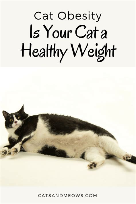 Cat Obesity Is Your Cat A Healthy Weight Cats And Meows