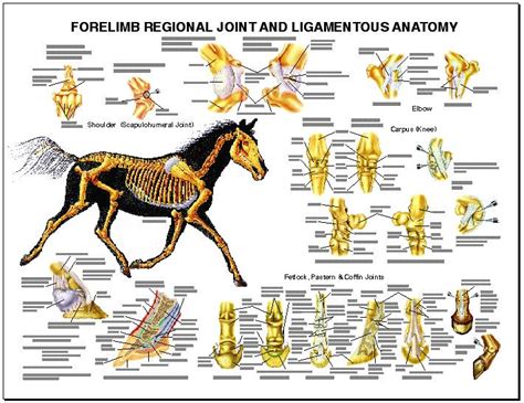 Lfa 2541 Equine Forelimb Regional Joint Anatomy Wall Chart