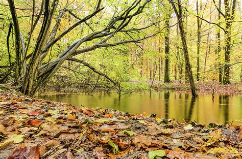 Autumn Forest With Pond And Fallen Leaves Photograph By Frans Blok