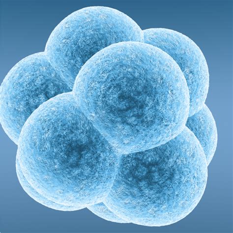 Embryo Selection In Ivf The Factors That Affect Success Krishna Ivf Clinic