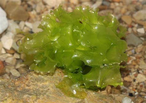 Ciências Biológicas Algas Verdes Filo Chlorophyta
