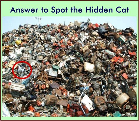 Picture Riddle Spot The Hidden Cat