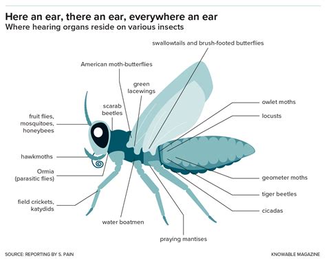 Awesome Ears The Weird World Of Insect Hearing Scientific American