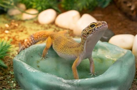 10 Common Reasons Why Your Leopard Gecko Wont Eat Everything Reptiles