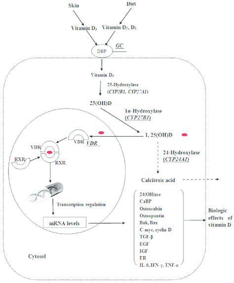 Physiological Roles Of Vitamin D Binding Protein Encoded By The Download Scientific Diagram