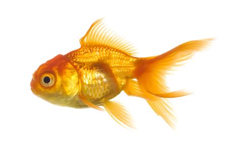 Fish Png 8 Png All
