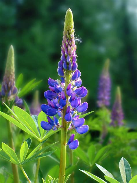 Hd Wallpaper Lupins Flower Wild Summer Blue Nature Plant Purple