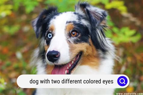 Explained Dog With Two Different Colored Eyes With Photos Oodle Life
