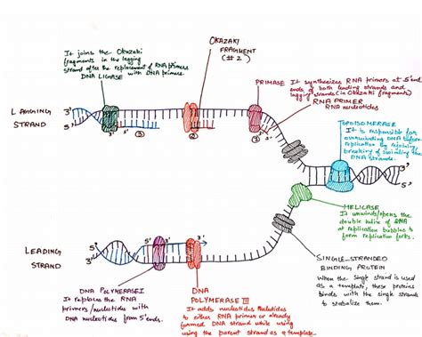 Diagrama escrito a mano de replicación de ADN Etsy España